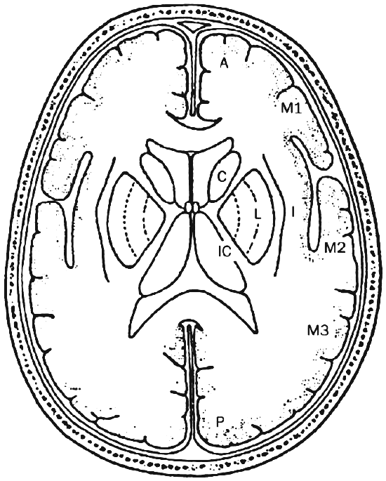 Corte ganglionar