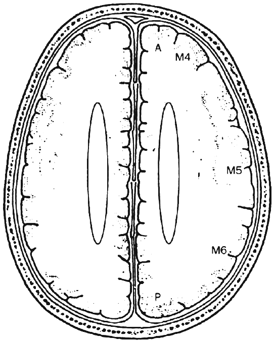 Corte supraganglionar