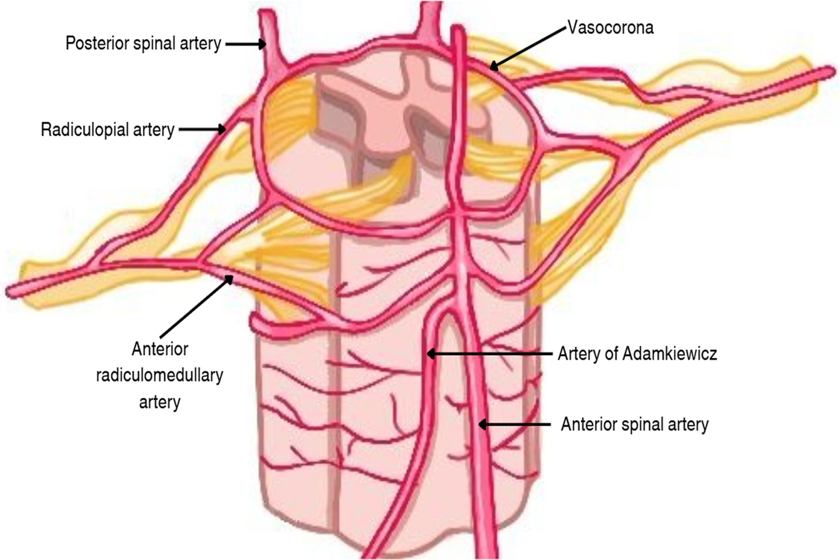 Vascularización medular toracolumbar